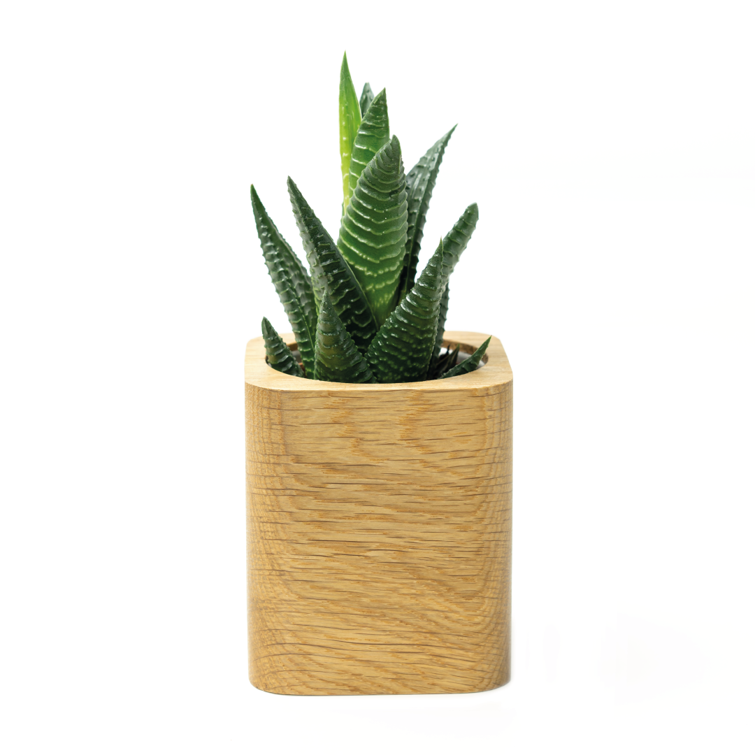 Wooden Succulent Planter - Oak