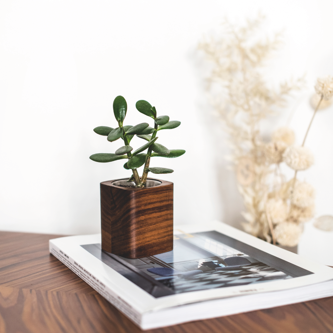 Wooden Succulent Planter - Oak