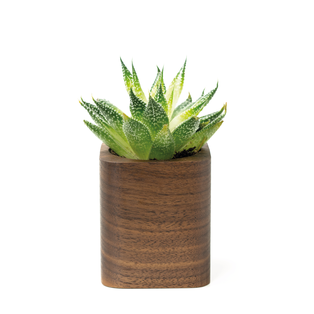Wooden Succulent Planter - Oak