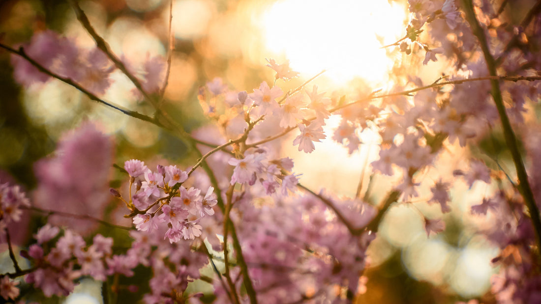 A Glimpse of Spring
