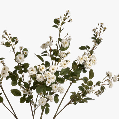 White Wild Meadow Rose