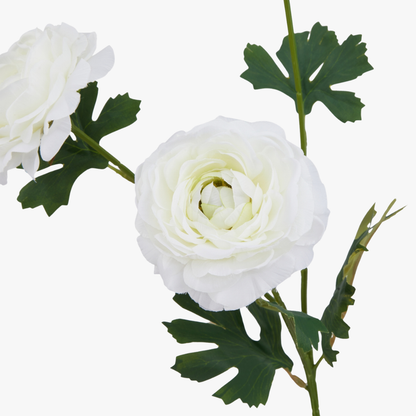 White Ranunculus Spray